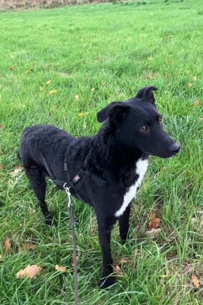 Elsie 💗 wartet in 09648 Mittweida