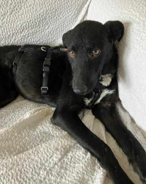 Elsie 💗 wartet in 09648 Mittweida