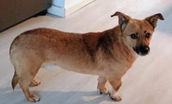 FIETE, kleiner Herzensbrecher