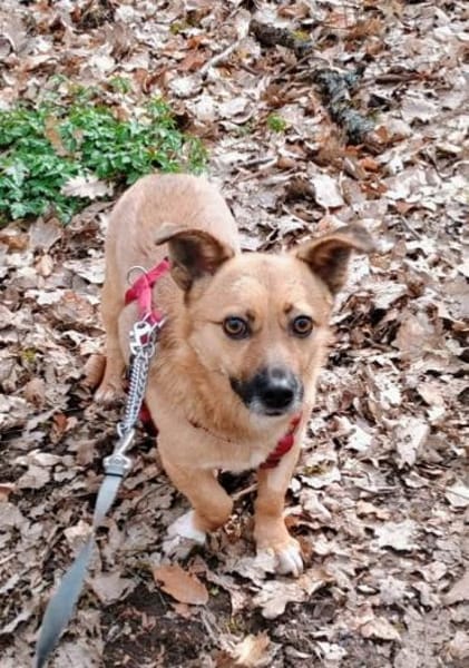 FIETE, kleiner Herzensbrecher