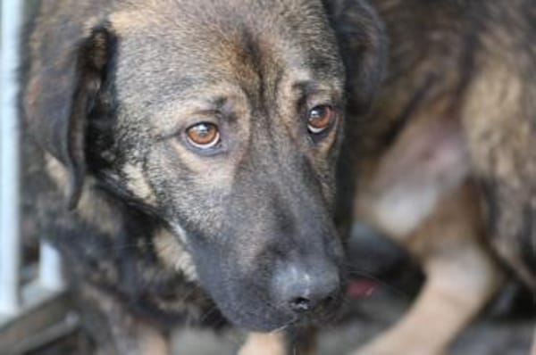 Taui - lustiger, kleiner Kerl