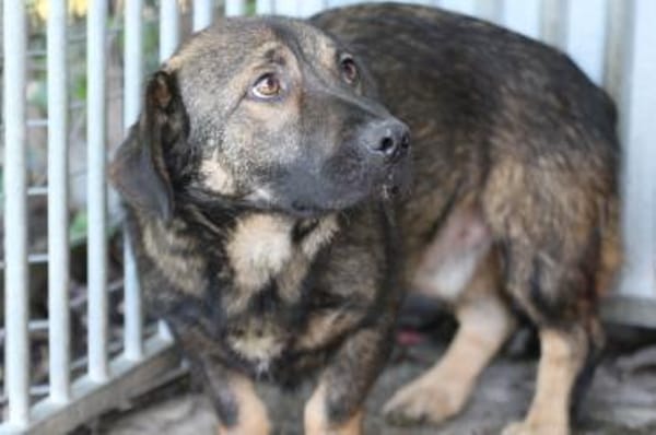 Taui - lustiger, kleiner Kerl