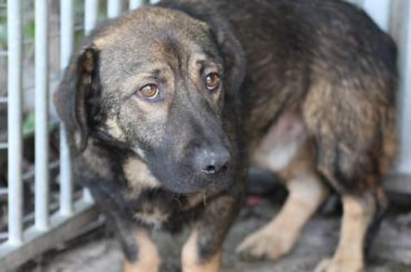 Taui - lustiger, kleiner Kerl