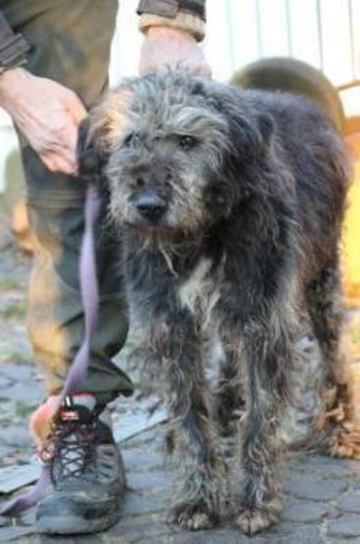 Nevado - hübscher Wuschelrüde