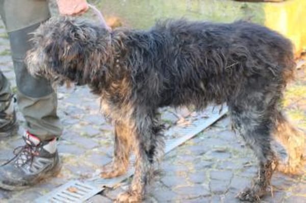 Nevado - hübscher Wuschelrüde