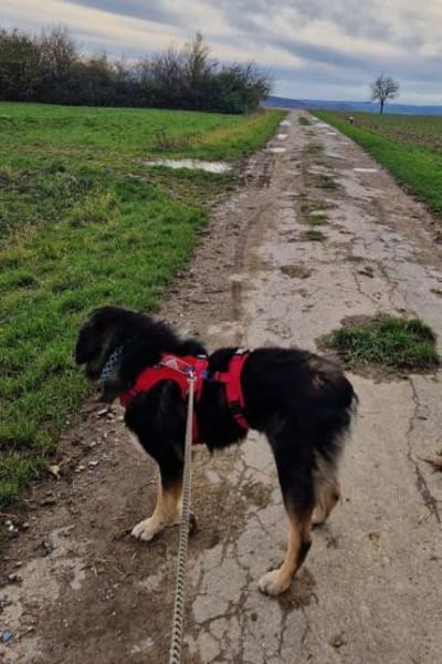 Aramis 💗 wartet in 31812 Bad