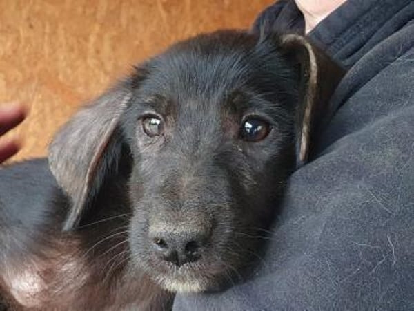 CHICO-wunderschöner Jung-Rüde, 38cm(w)