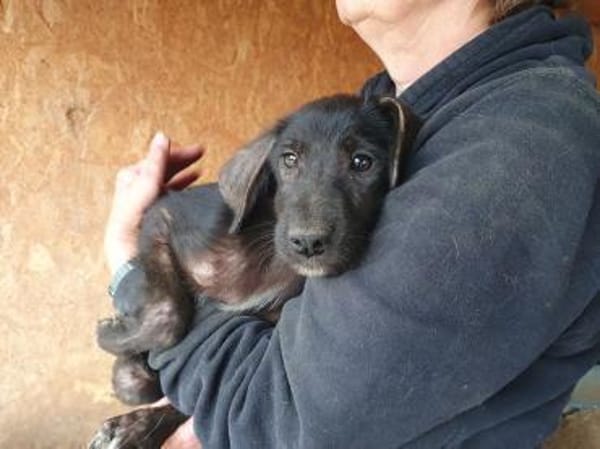 CHICO-wunderschöner Jung-Rüde, 38cm(w)