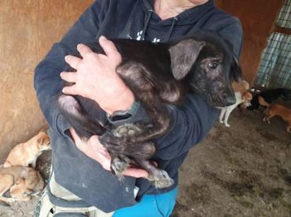 CHICO-wunderschöner Jung-Rüde, 38cm(w)