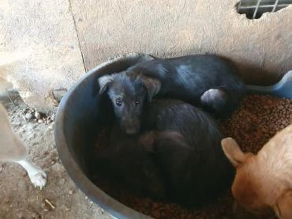 CHICO-wunderschöner Jung-Rüde, 38cm(w)