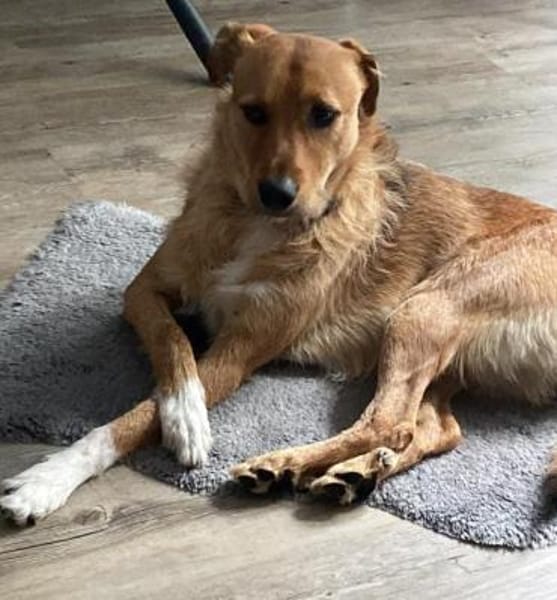 Nanu sucht sein Für-immer-Zuhause 🐾