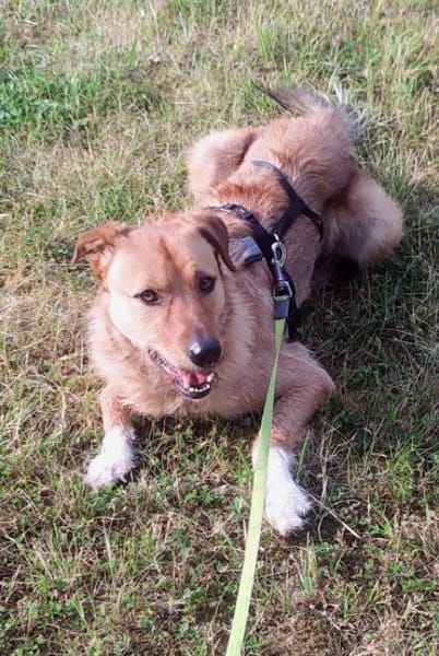 Nanu sucht sein Für-immer-Zuhause 🐾