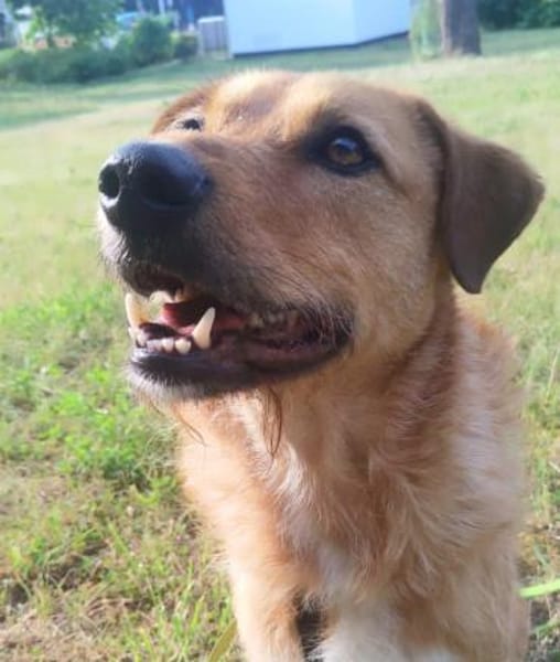 Nanu sucht sein Für-immer-Zuhause 🐾