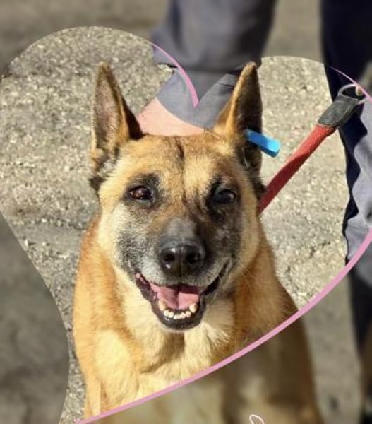 Soziale RUBY in 91616 Neusitz 🆘🆘🆘