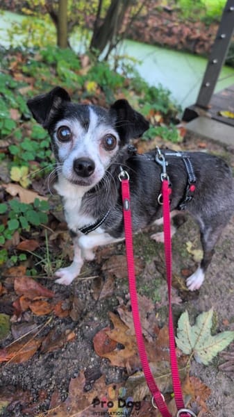 Eddie auf Pflegestelle in Borken