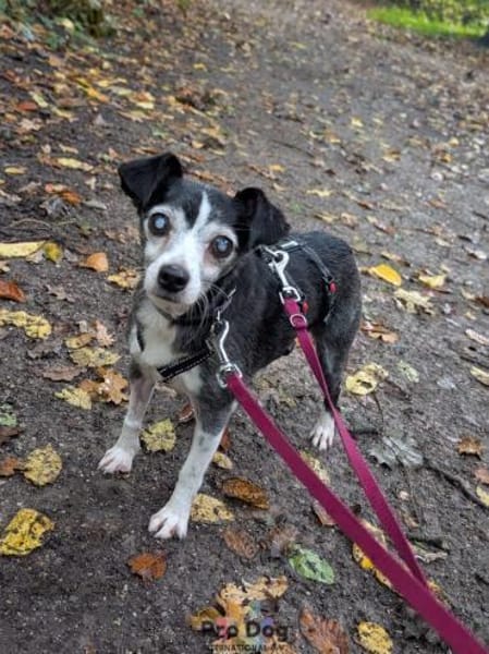Eddie auf Pflegestelle in Borken