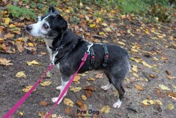 Eddie auf Pflegestelle in Borken