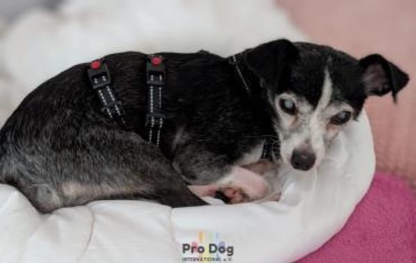 Eddie auf Pflegestelle in Borken