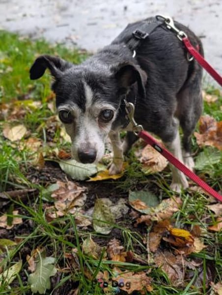 Eddie auf Pflegestelle in Borken