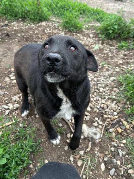 Anton - ein kleiner Senior mit Herz