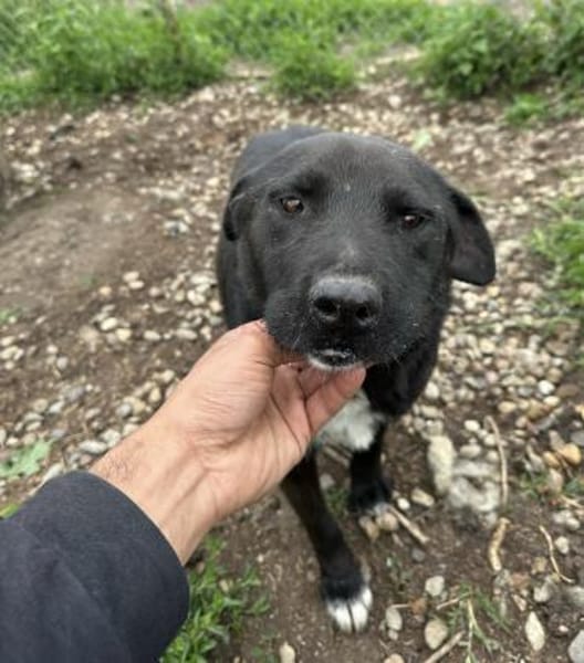 Anton - ein kleiner Senior mit Herz