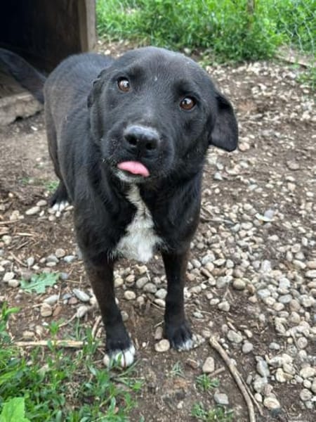 Anton - ein kleiner Senior mit Herz