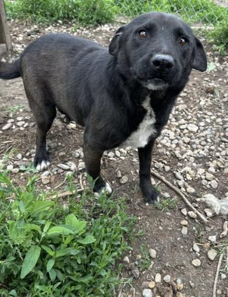 Anton - ein kleiner Senior mit Herz