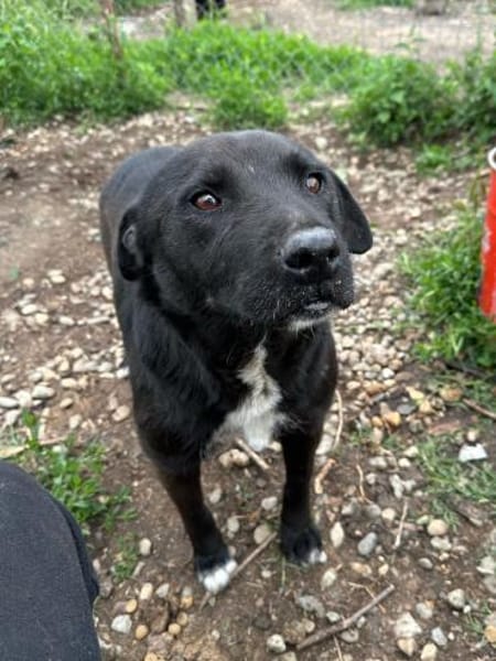 Anton - ein kleiner Senior mit Herz