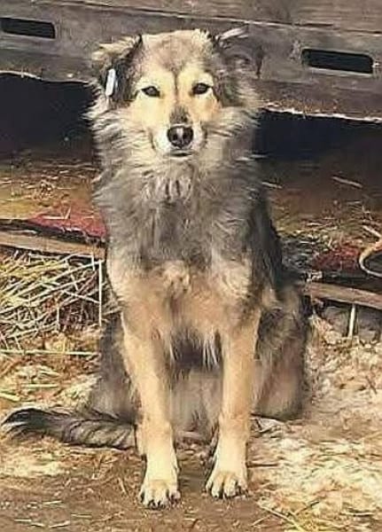 Aponi und Chanel - nur gemeinsam Zuhause