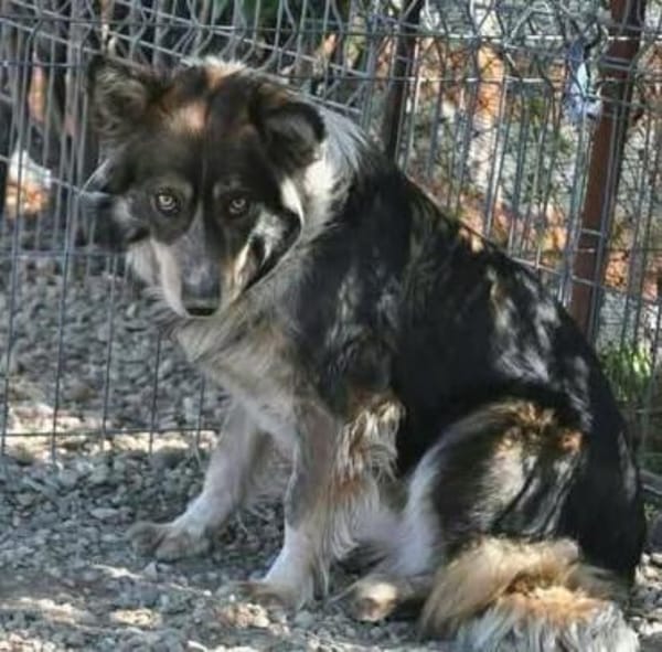 Aponi und Chanel - nur gemeinsam Zuhause