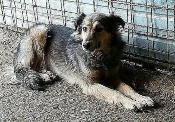 Aponi und Chanel - nur gemeinsam Zuhause