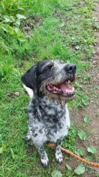 Findus - Tierheim Meinerzhagen