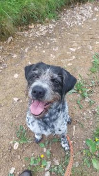 Findus - Tierheim Meinerzhagen