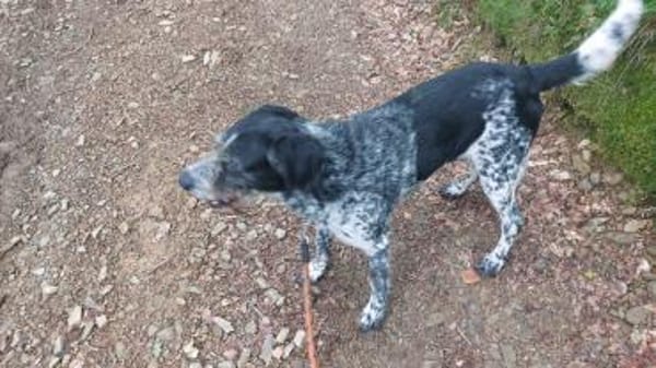 Findus - Tierheim Meinerzhagen