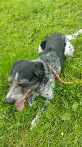 Findus - Tierheim Meinerzhagen