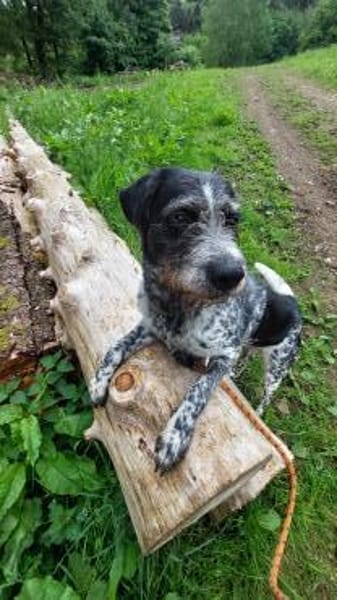 Findus - Tierheim Meinerzhagen