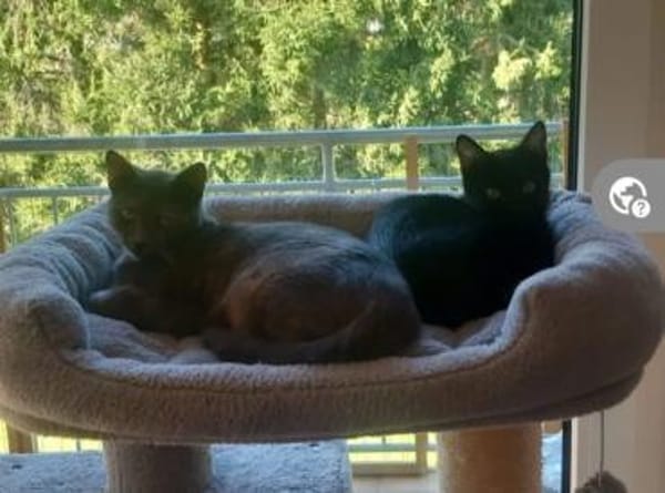 Misty & Duchess  Dreamteam sucht Zuhause