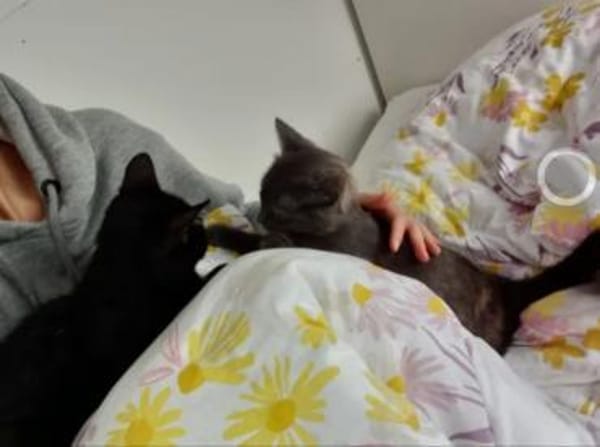 Misty & Duchess  Dreamteam sucht Zuhause