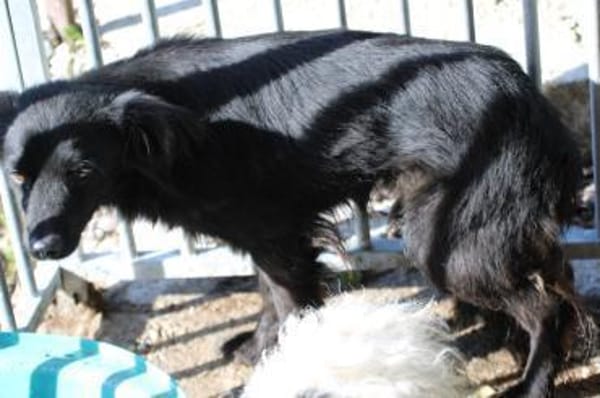 Tamu - sehr lieb u u. verspielt