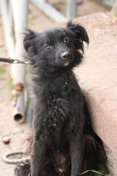 Tamu - sehr lieb u u. verspielt