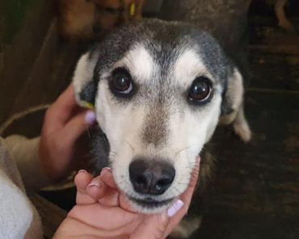 FRITZI-zarte,aufgeschlossene Hündin,43cm