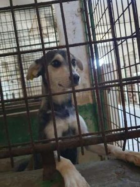 FRITZI-zarte,aufgeschlossene Hündin,43cm