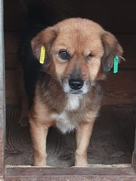 SPIRELLI-verschmuster,ruhiger Rüde,33cm