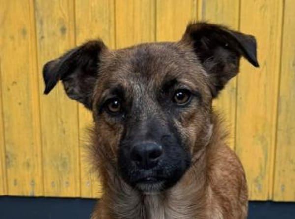 PACO-abenteuerlustiger Jung-Rüde, 39 cm