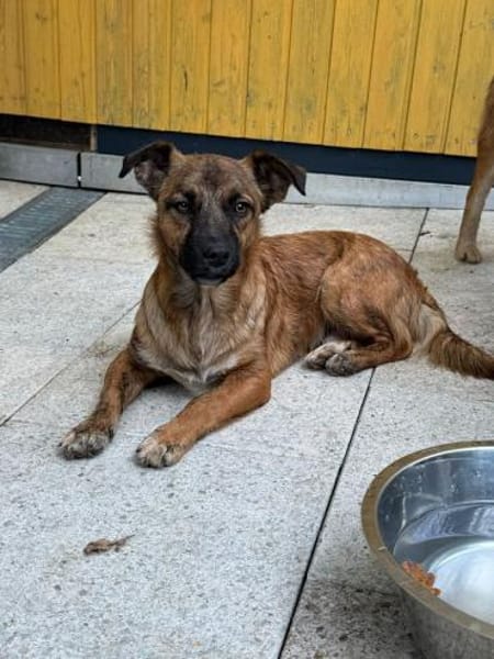 PACO-abenteuerlustiger Jung-Rüde, 39 cm