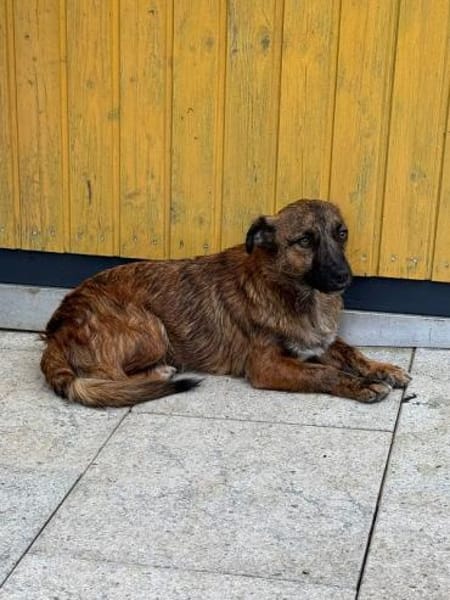 PACO-abenteuerlustiger Jung-Rüde, 39 cm