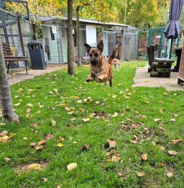 PACO-abenteuerlustiger Jung-Rüde, 39 cm