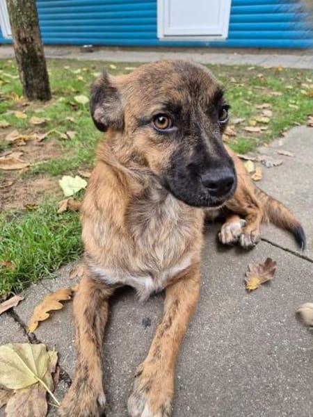 PACO-abenteuerlustiger Jung-Rüde, 39 cm