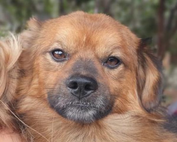 BARLEY-zuckersüßer Rüde, 32 cm