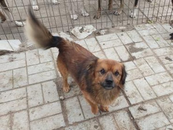 BARLEY-zuckersüßer Rüde, 32 cm